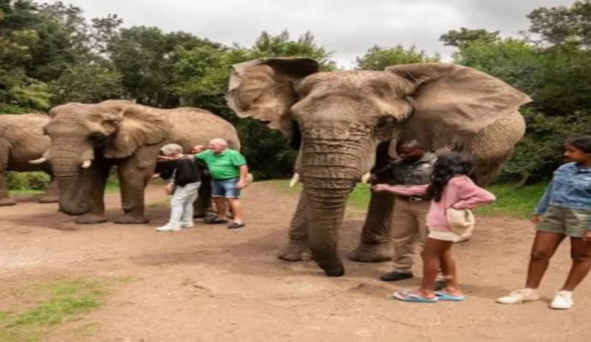 Elephant Sanctuary 4