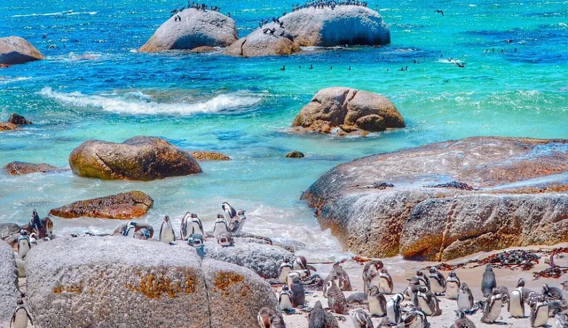 Boulders Beach 3