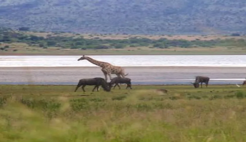 Pilanesberg National Park 3