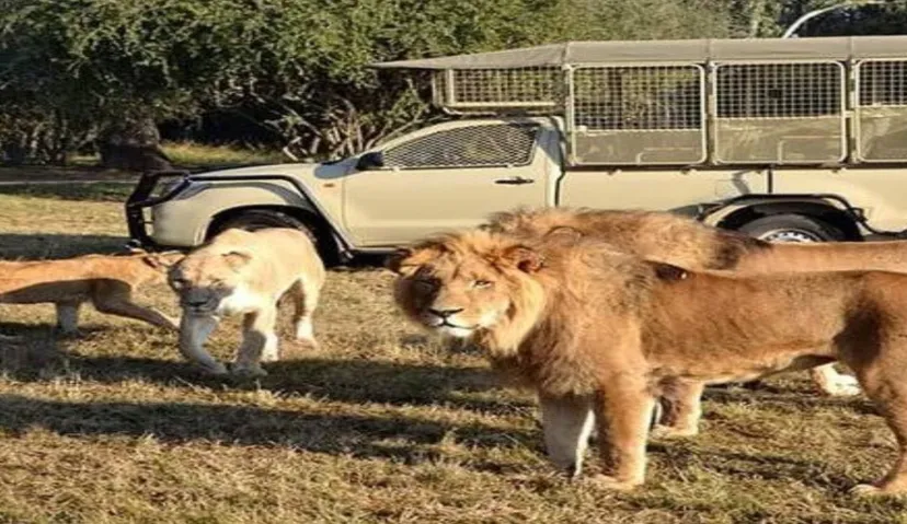 Lion and  Safari Park 2