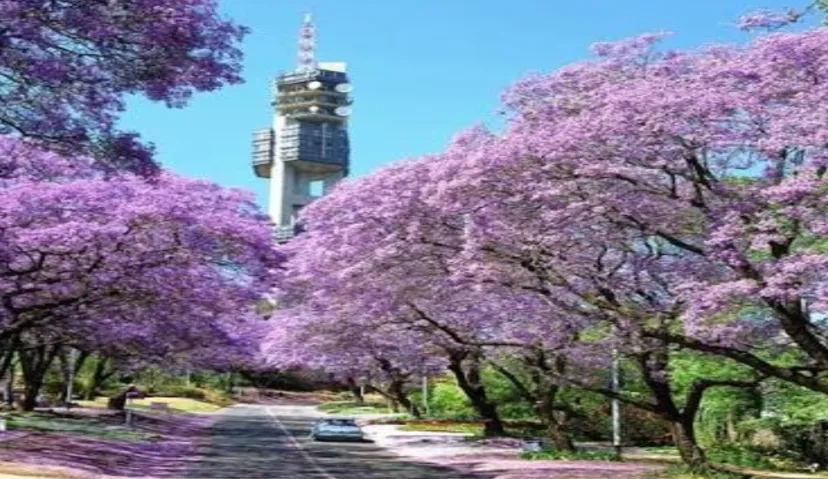 Pretoria (Jacaranda) City 2
