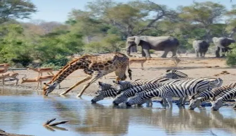 Kruger National Park 3