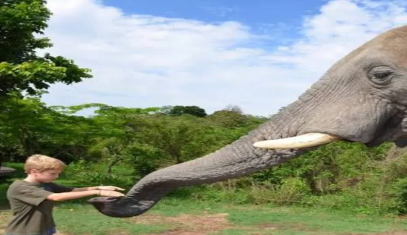 Elephant Sanctuary 2