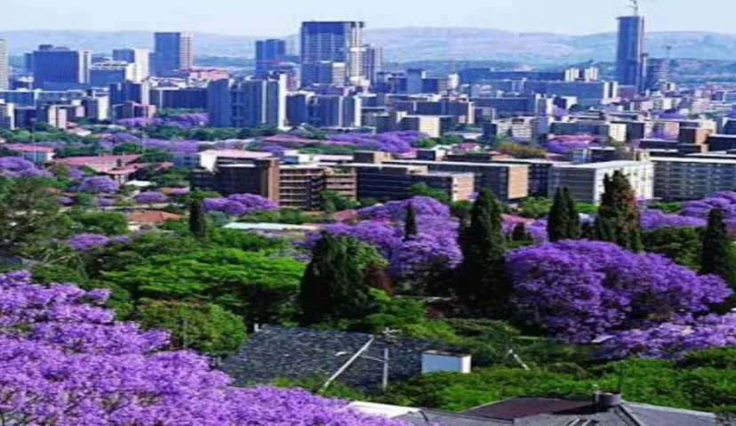 Pretoria (Jacaranda) City 3