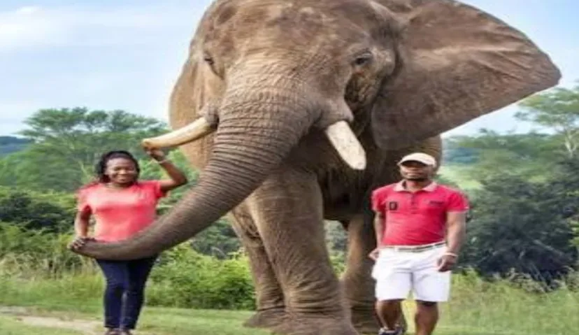 Elephant Sanctuary 3