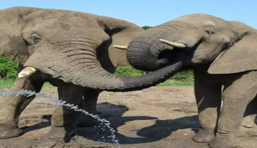 Elephant Sanctuary 5