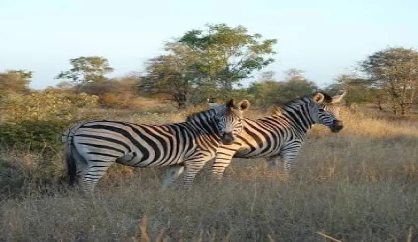 Kruger National Park 6