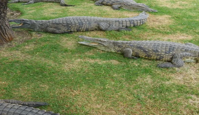 Crocodile Reptile Park 1