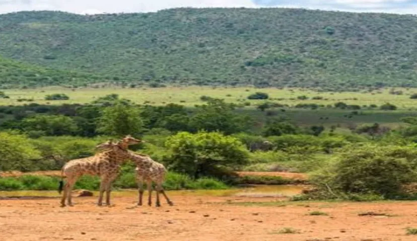 Pilanesberg National Park 2