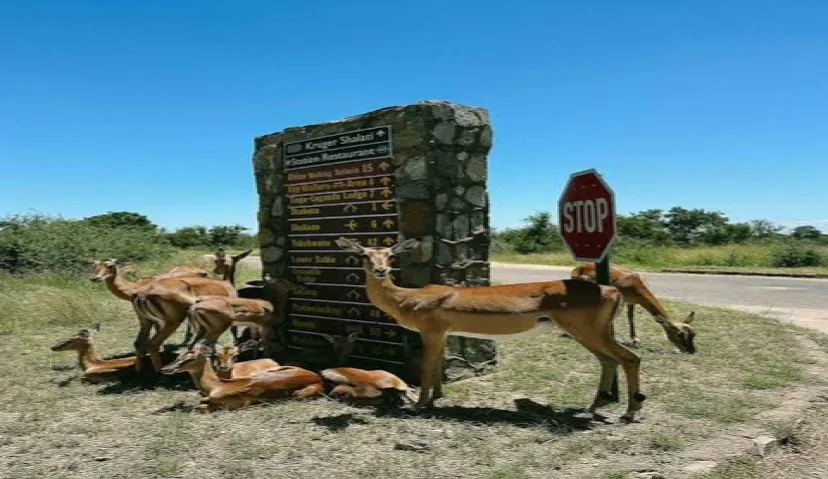 Kruger National Park